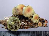 Hypholoma acutum image