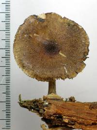 Pluteus similis image