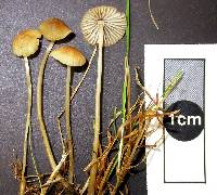 Mycena olivaceomarginata image