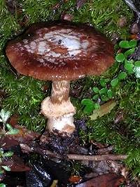 Cortinarius subcastanellus image