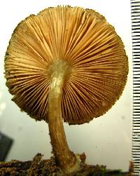 Pluteus similis image