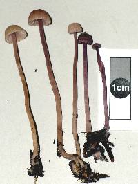 Laccaria masoniae image