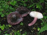 Russula pilocystidiata image