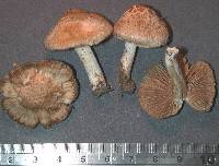 Inocybe sindonia image