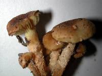 Pholiota subflammans image