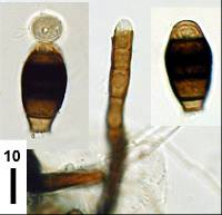 Image of Phragmocephala prolifera
