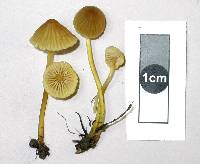 Mycena citrinomarginata image