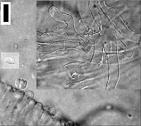 Clitocybe wellingtonensis image