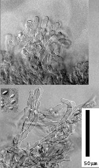 Collybiopsis rimutaka image