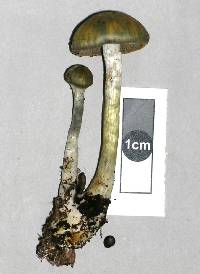 Cortinarius tessiae image