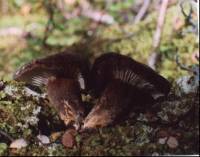 Lactarius sepiaceus image