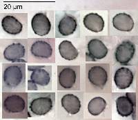 Lactifluus aurantioruber image