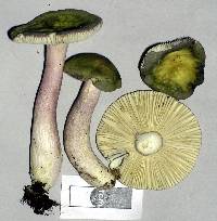 Russula macrocystidiata image