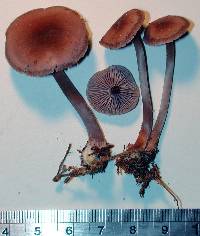 Mycena vinacea image