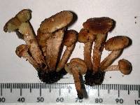 Pholiota subflammans image