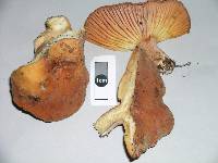 Lactifluus aurantioruber image