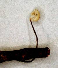 Gloiocephala nothofagi image