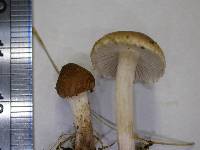 Inocybe curvipes image