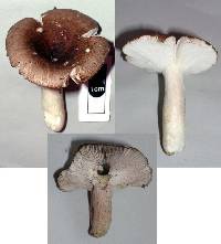 Russula griseostipitata image