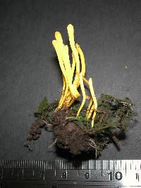 Clavulinopsis amoena image