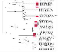 Helicodendron westerdijkae image