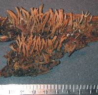 Calocera fusca image