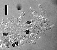 Conocybe coprophila image