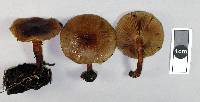 Pholiota multicingulata image