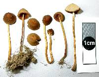 Image of Conocybe echinata