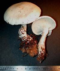 Leucopaxillus paradoxa image