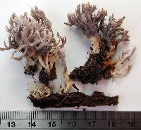 Clavulina hispidulosa image