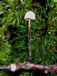 Marasmius gelatinosipes image