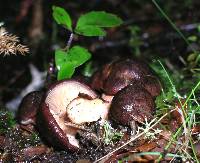 Cortinarius eutactus image