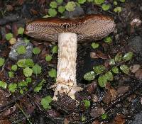 Cortinarius subcastanellus image