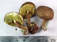 Xerocomus scabripes image