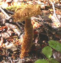 Squamanita squarrulosa image