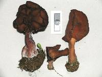 Gyromitra infula image