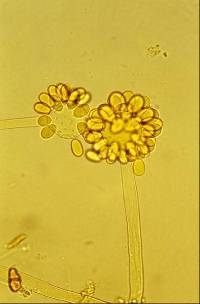 Haematonectria illudens image