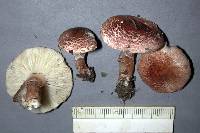 Lepiota subincarnata image