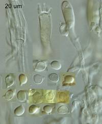 Clavulinopsis amoena image