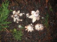 Geastrum coronatum image