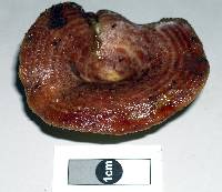 Lactarius tawai image