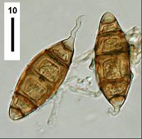 Brachysporium novae-zelandiae image