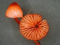 Mycena ura image