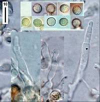 Crepidotus fulvifibrillosus var. meristocystis image