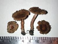 Inocybe scabriuscula image