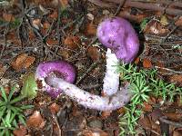 Cortinarius porphyroideus image