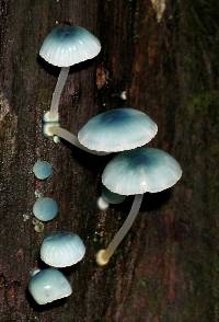 Mycena interrupta image