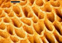 Chalciporus piperatoides image