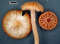 Laccaria glabripes image